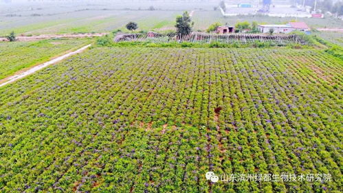 雙招雙引共建科研基地，中藥康養(yǎng)促進鄉(xiāng)村振興