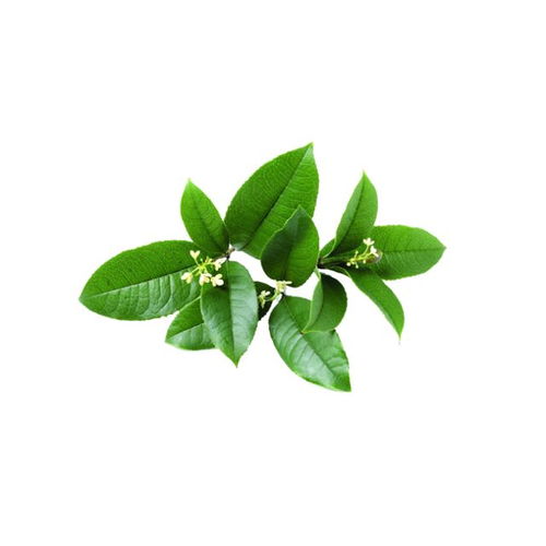 萊鋼醫(yī)院特邀山東中醫(yī)藥大學(xué)王興臣教授坐診，助力中草藥科技咨詢發(fā)展