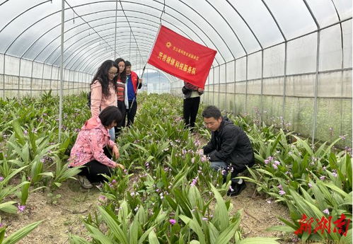 湘西州科技特派員深入龍山田間地頭 為中草藥產(chǎn)業(yè)把脈問診
